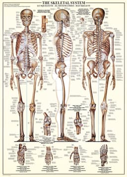 Pusle 1000 tk The Skeletal System