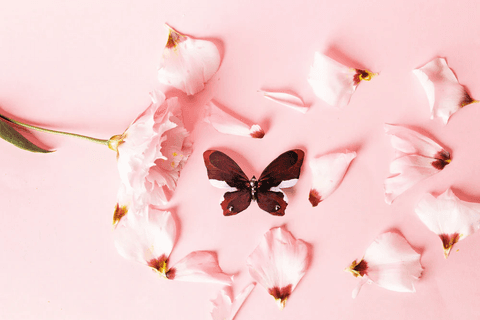 KUMA pross Rubiinikuma