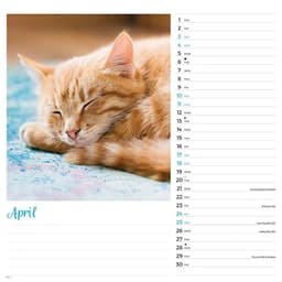 Kalender 2027 Cats Wiro Wall