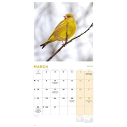 Kalender 2027 British Garden Birds Mini