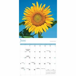 Seinakalender 2026 Sunflowers Wall