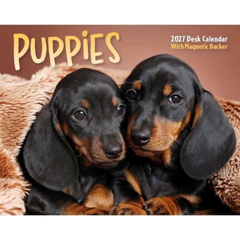 Kalender 2027 Puppies Mini Box