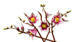 LEGO Botanicals Magnolia  Branches