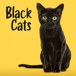 Kalender 2027 Black Cats (PFP) W