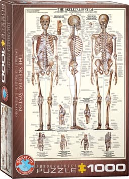 Pusle 1000 tk The Skeletal System