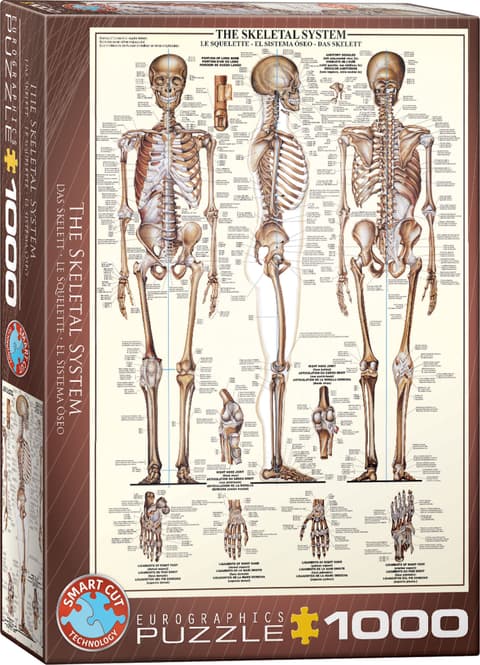 Pusle 1000 tk The Skeletal System