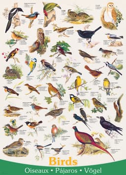 Pusle 1000 tk Birds