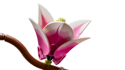 LEGO Botanicals Magnolia  Branches