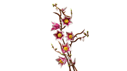 LEGO Botanicals Magnolia  Branches