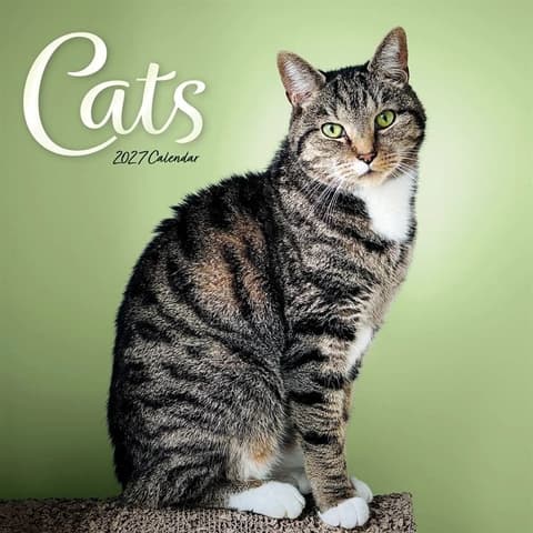 Kalender 2027 Cats Wiro Wall