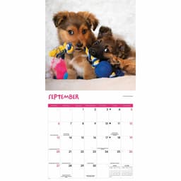 Seinakalender 2026 Playful Puppies Wall (SV)